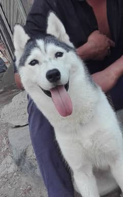 Siberian Husky Female for Sale.