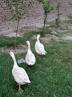 Long neck white Ducks 0