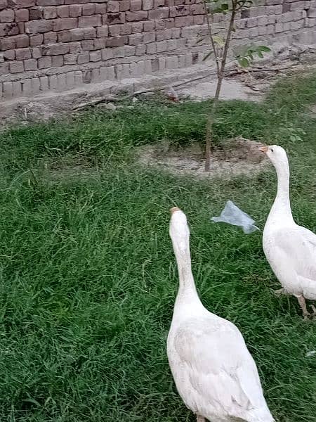 Long neck white Ducks 1