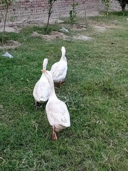 Long neck white Ducks 2