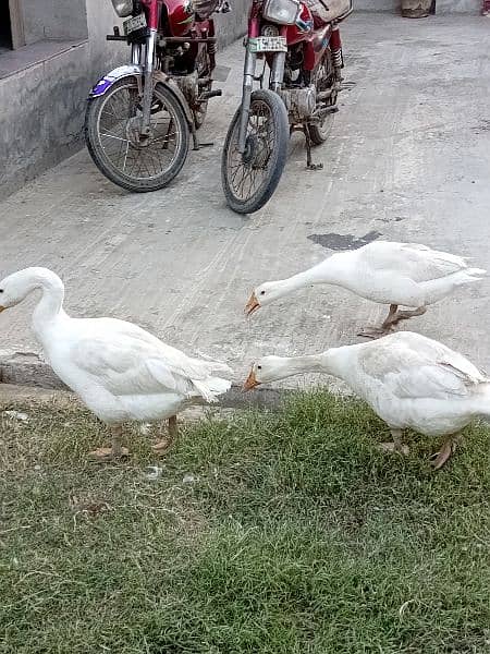 Long neck white Ducks 3