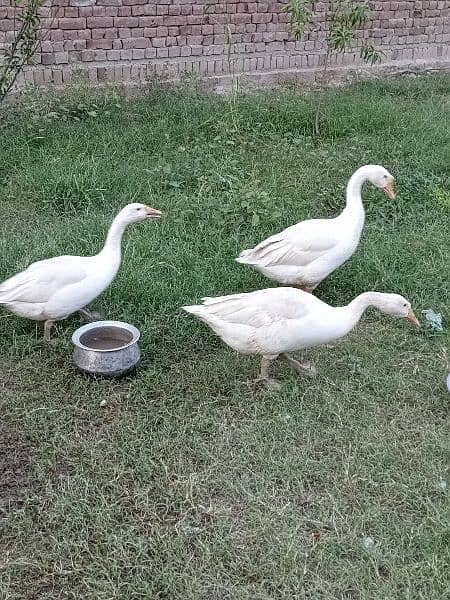 Long neck white Ducks 4