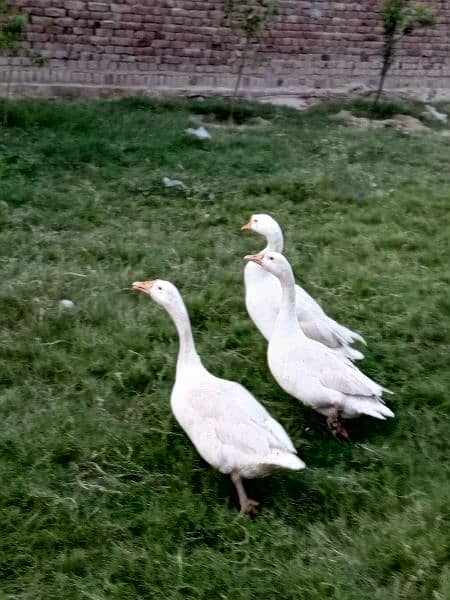 Long neck white Ducks 5