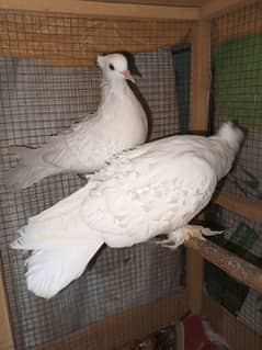 white Frill ready to Breed pair