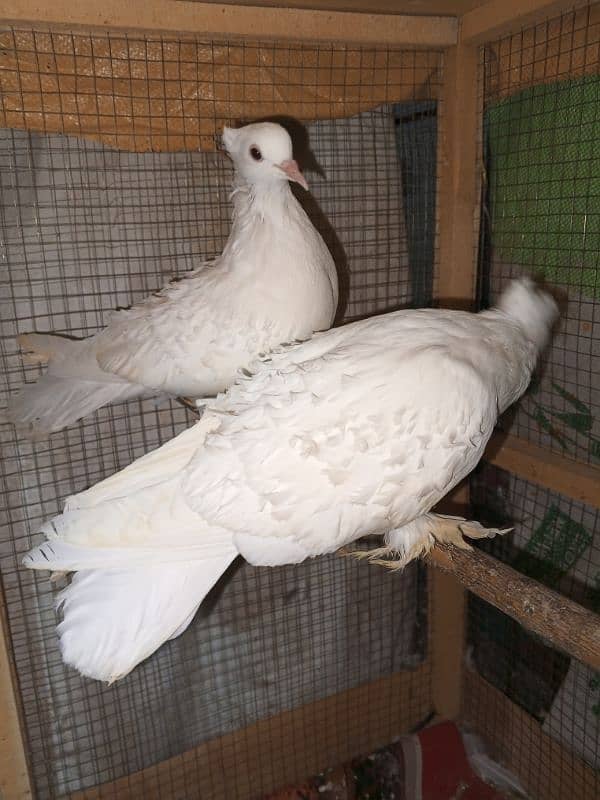 white Frill ready to Breed pair 0