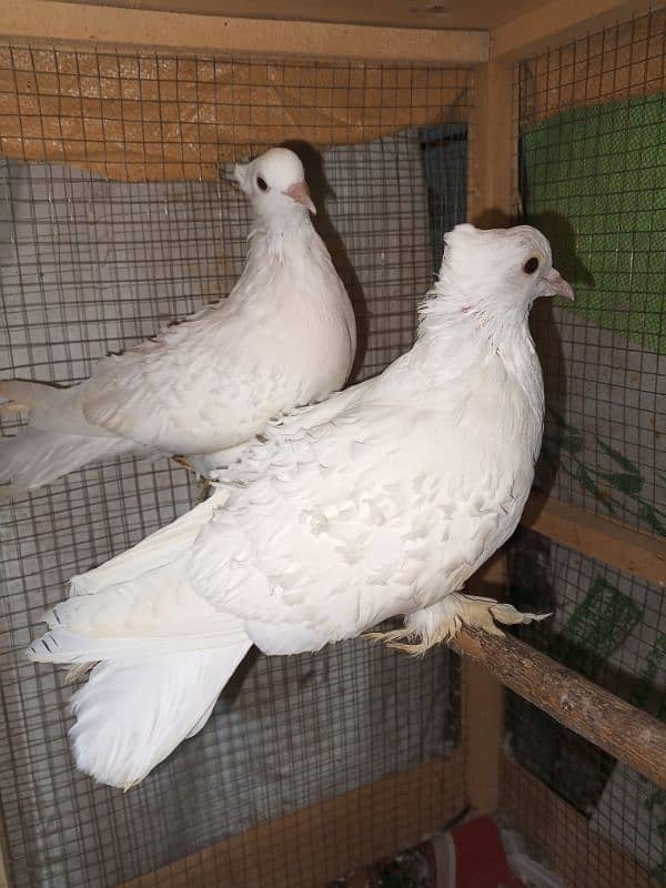 white Frill ready to Breed pair 1