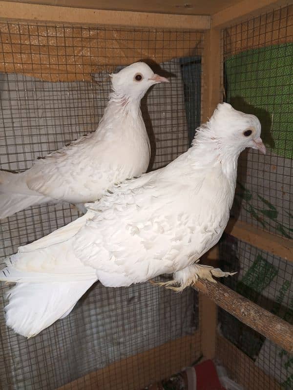 white Frill ready to Breed pair 2