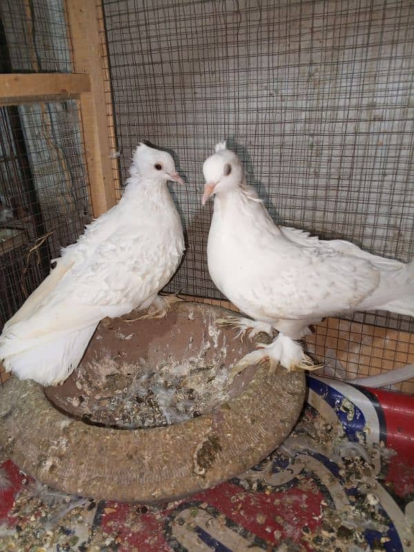 white Frill ready to Breed pair 3