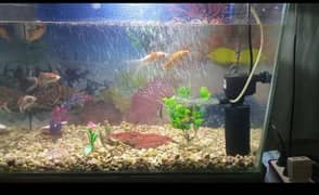 fish aquarium