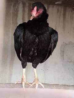 aseel hen for sale