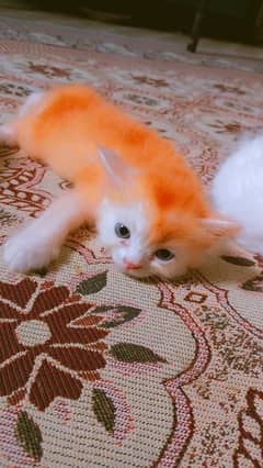 Persian Kittens for sale (each price)