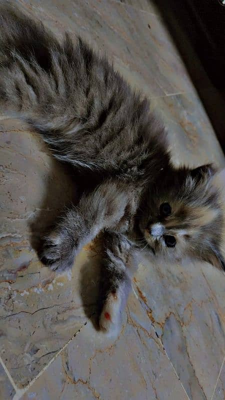 Persian Kittens for sale (each price) 1