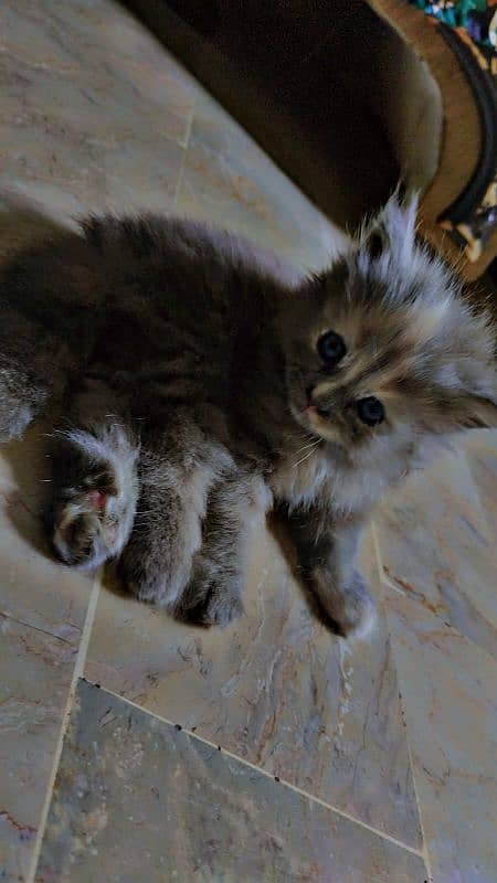 Persian Kittens for sale (each price) 2