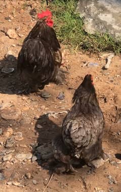 Blue bantam pair fancy hens