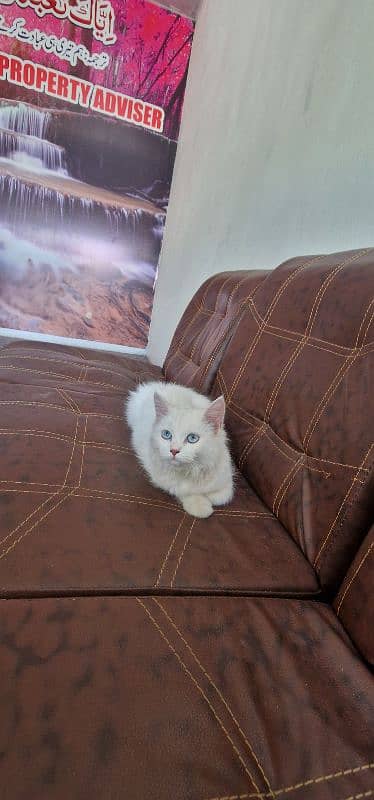 persian cat/kitten with beautiful blue eyes 1