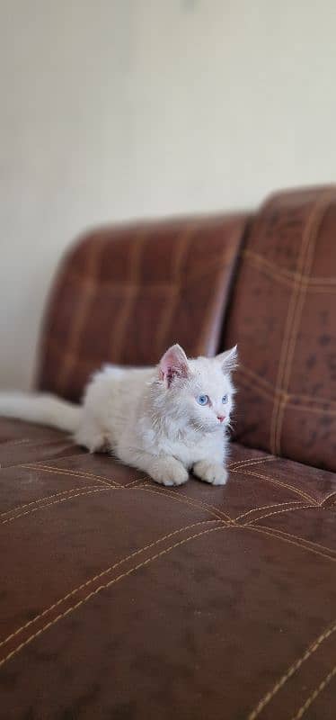 persian cat/kitten with beautiful blue eyes 2