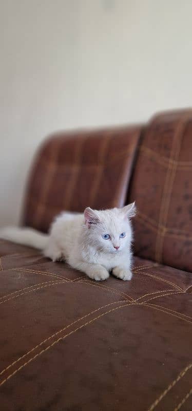 persian cat/kitten with beautiful blue eyes 3