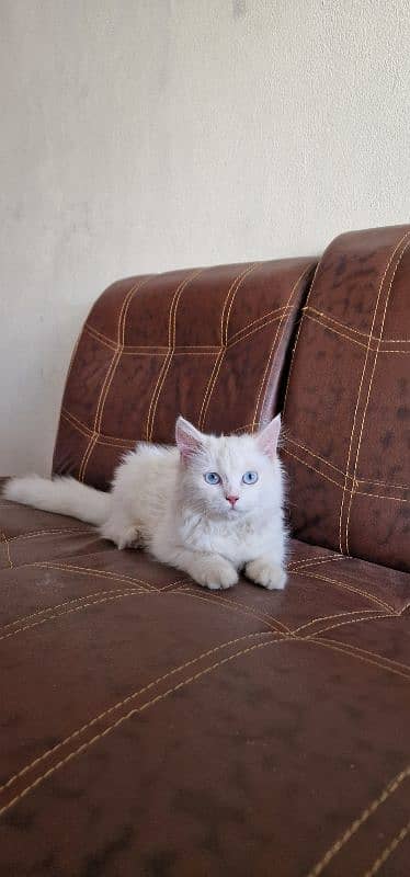 persian cat/kitten with beautiful blue eyes 6