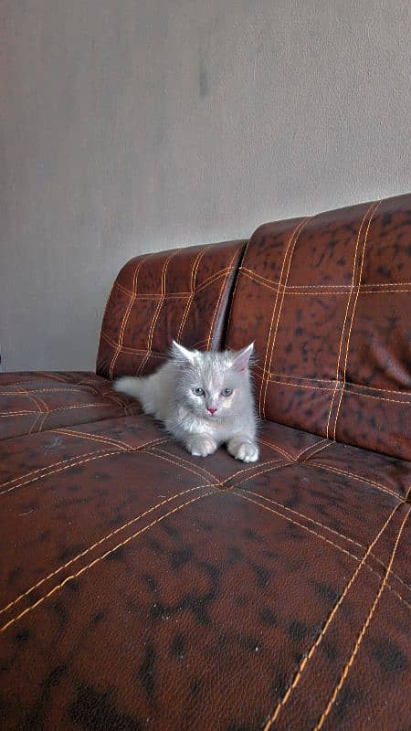 persian cat/kitten with beautiful blue eyes 7