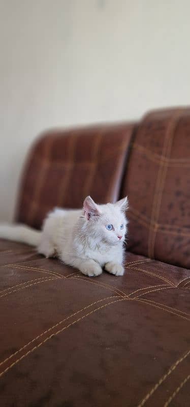 persian cat/kitten with beautiful blue eyes 8