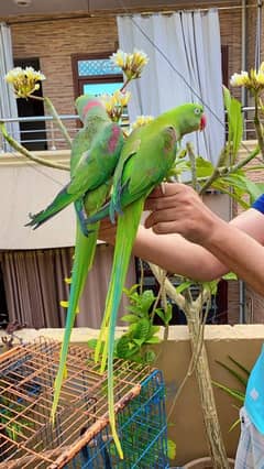 kashmiri raw parrot