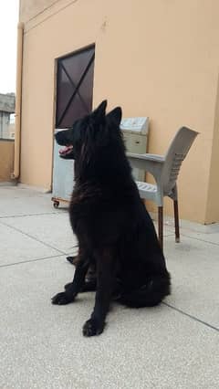 Black German Shepherd | German shepherd| Gsd