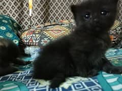 persian kittens black 4k ka mil Jae ga, Grey 6k & multi color 9k Mai 0