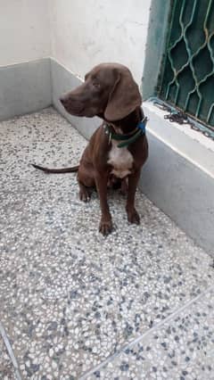 Pointer  for sale