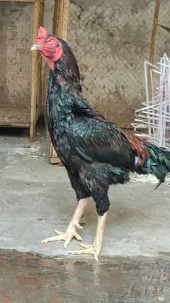 Japanese shamo male 2 lakhi thai cross eg laying females 0