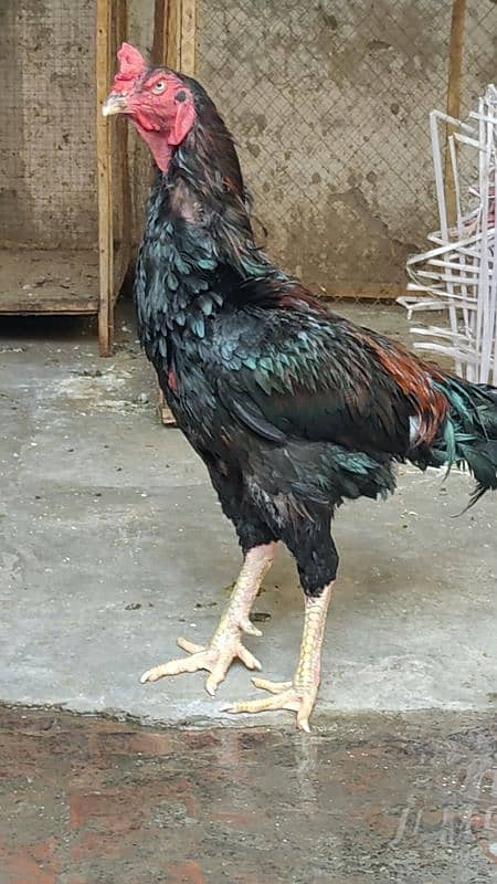 Japanese shamo male 2 lakhi thai cross eg laying females 1