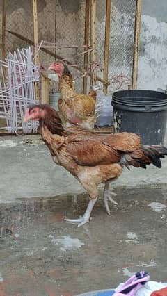 Japanese shamo male 2 lakhi thai cross eg laying females