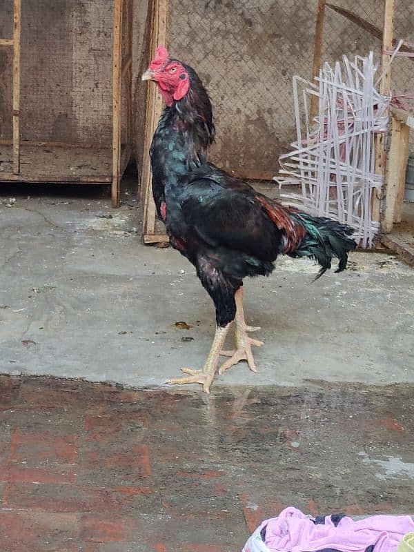 Japanese shamo male 2 lakhi thai cross eg laying females 19