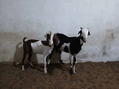 bakri for sale