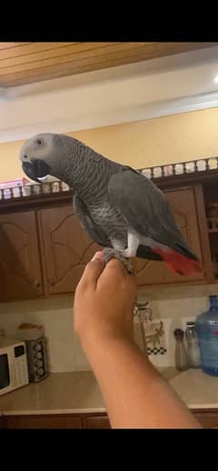 grey parrot