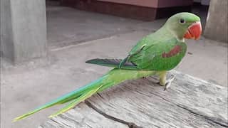 Male parrot