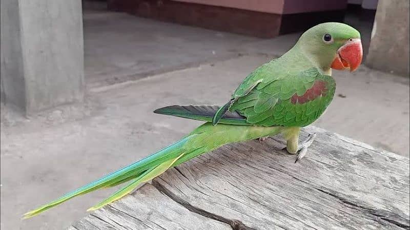 Male parrot 0