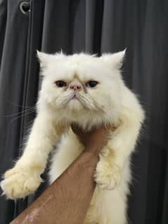 Peke | Piki | Exotic Persian Adult Male Cat