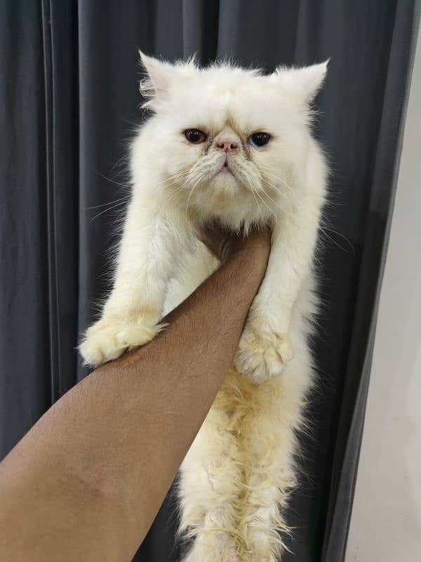 Peke | Piki | Exotic Persian Adult Male Cat 1