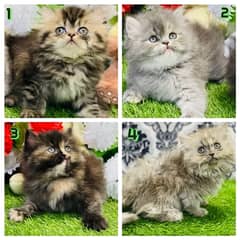 Persian female kittens available now