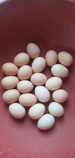 Desi golden mesri eggs RS 34 per egg. Market rate 50, 60 ha