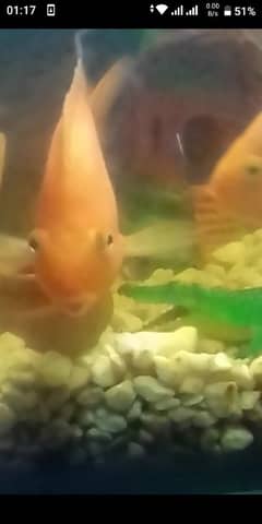 Blood Parrot fish pair