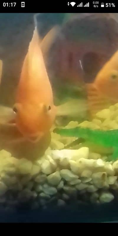 Blood Parrot fish pair 0