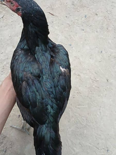 aseel hen for sale  ( 03296961235 ) 0