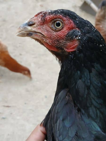 aseel hen for sale  ( 03296961235 ) 1