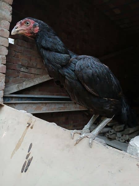 aseel hen for sale  ( 03296961235 ) 3