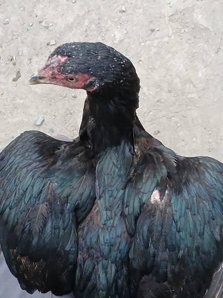 aseel hen for sale  ( 03296961235 ) 4