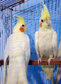 All birds+ cage for sale