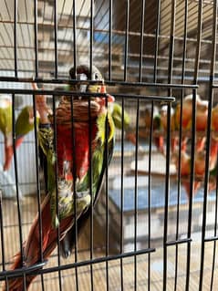 Yellow sided conure (red factor)