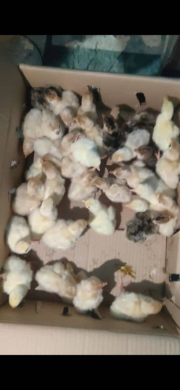 turkey chicks 4