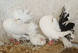 English fantail laka pigeon with chick and eggs